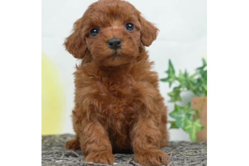 成約済の千葉県のトイプードル-225153